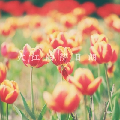 火红的萨日朗 Ver.2-景向谁依