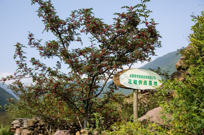 我在汉源采花椒